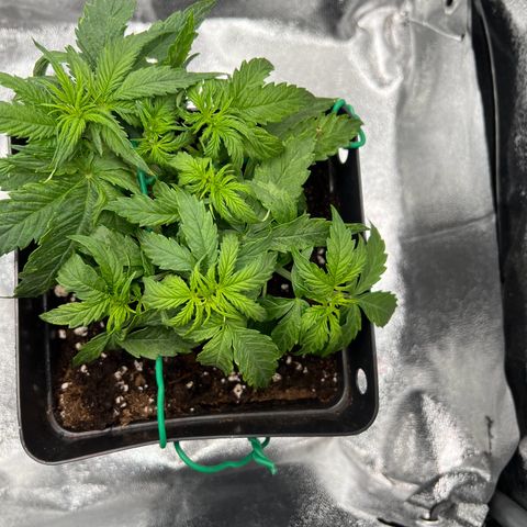Beryl growlog timeline photo