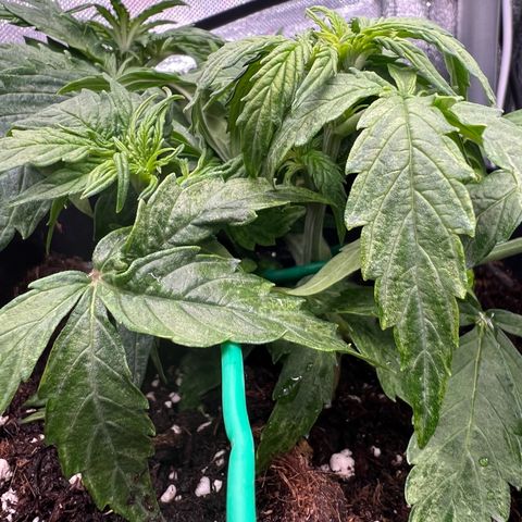 Beryl growlog timeline photo