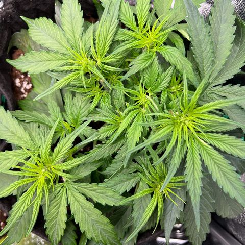 Mimi growlog timeline photo