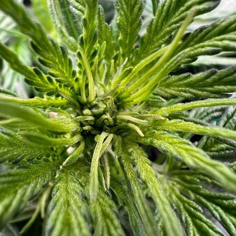 Mimi growlog timeline photo
