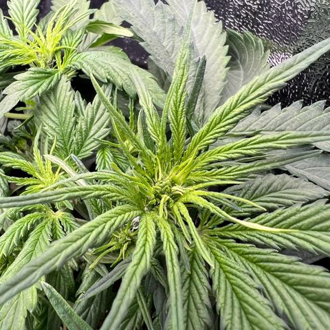 Mimi growlog timeline photo