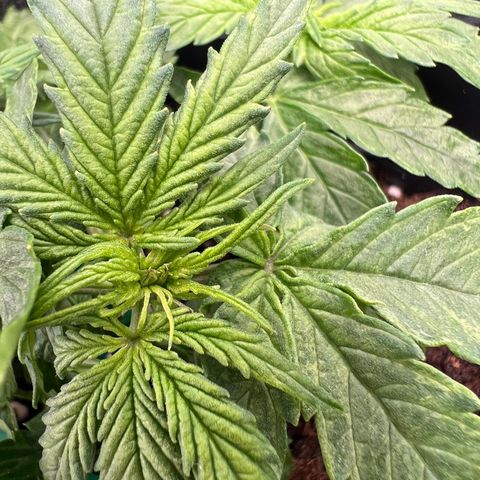 Beryl growlog timeline photo
