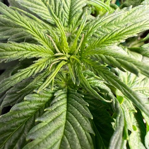 Beryl growlog timeline photo