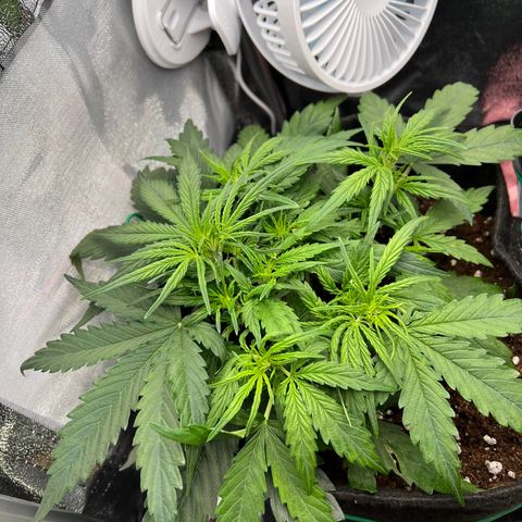 Mimi growlog timeline photo