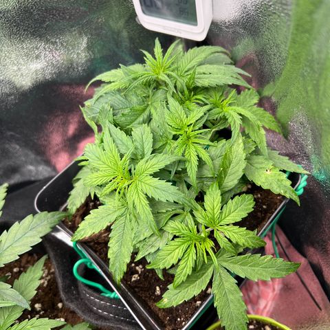 Beryl growlog timeline photo