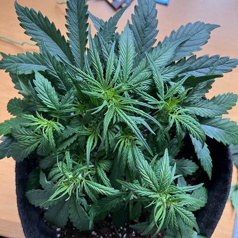 Mimi growlog timeline photo