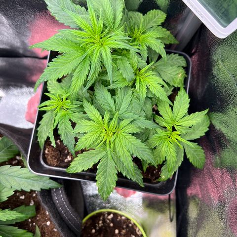Beryl growlog timeline photo