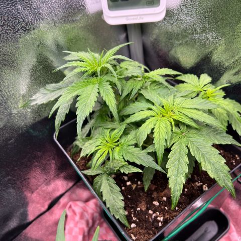 Beryl growlog timeline photo