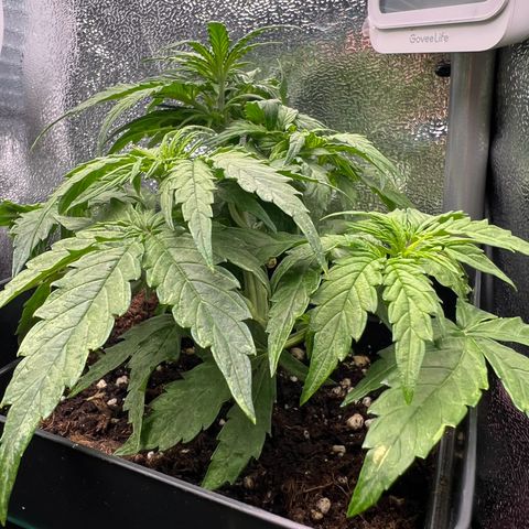 Beryl growlog timeline photo