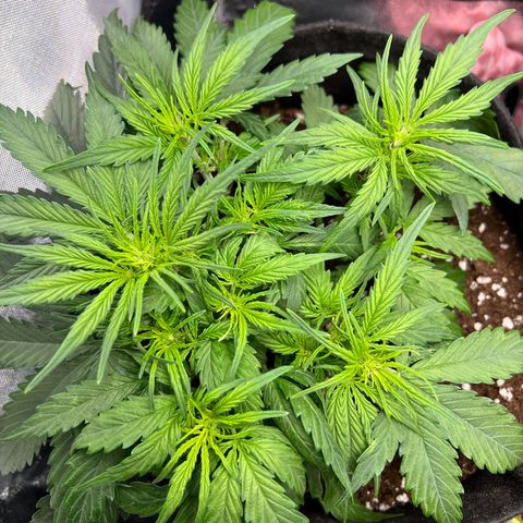 Mimi growlog timeline photo