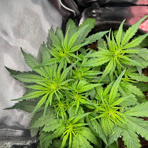 Mimi growlog timeline photo