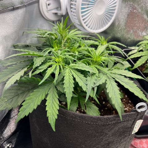 Mimi growlog timeline photo