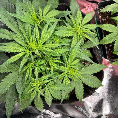 Mimi growlog timeline photo