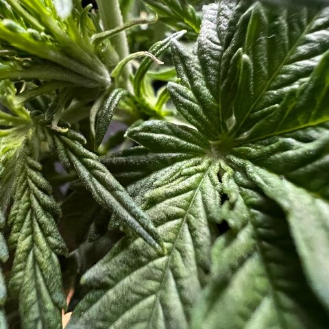 Beryl growlog timeline photo