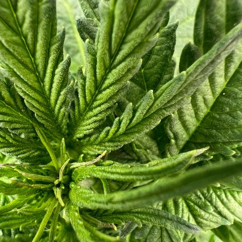 Beryl growlog timeline photo