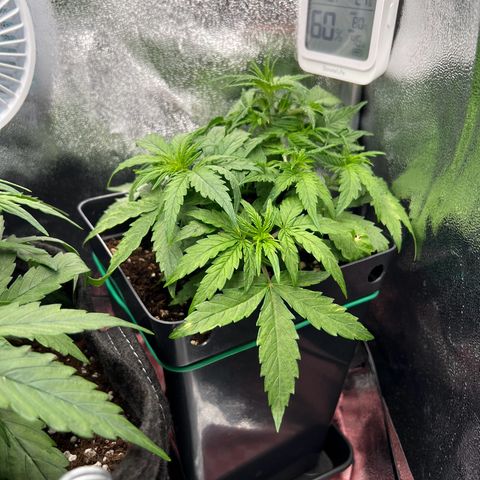 Beryl growlog timeline photo