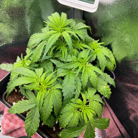 Beryl growlog timeline photo