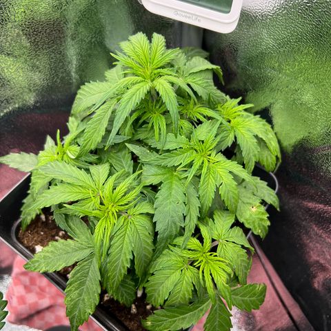 Beryl growlog timeline photo