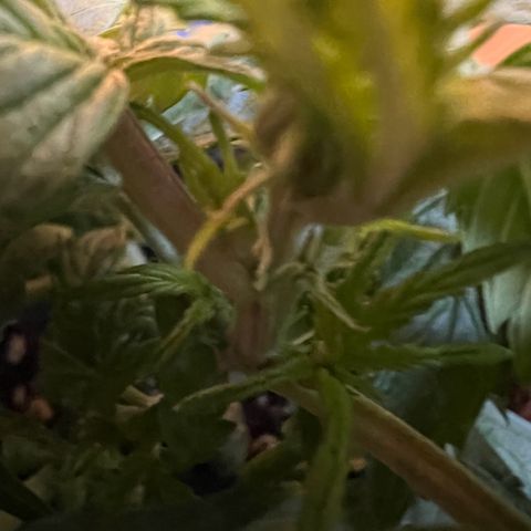 Beryl growlog timeline photo