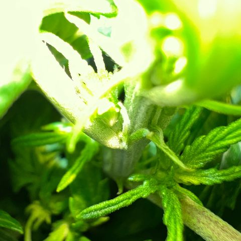 Beryl growlog timeline photo