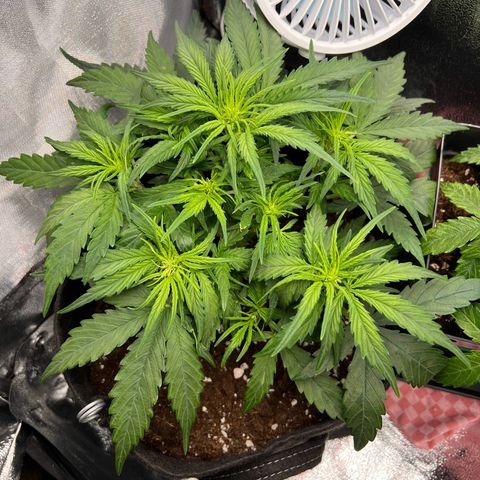 Mimi growlog timeline photo