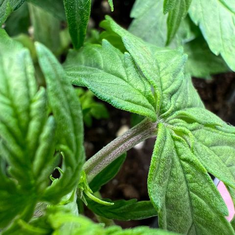 Beryl growlog timeline photo