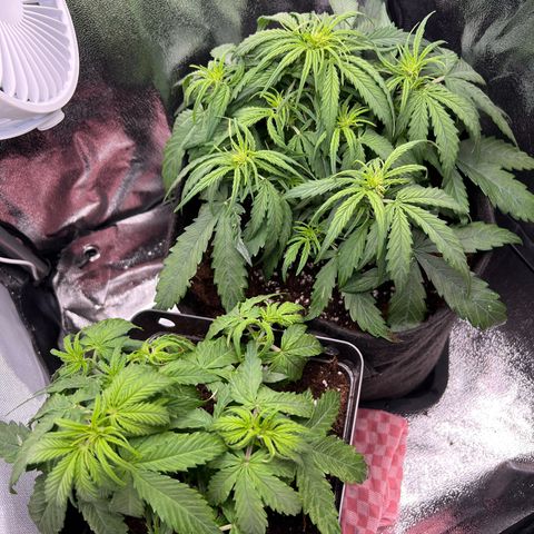 Mimi growlog timeline photo