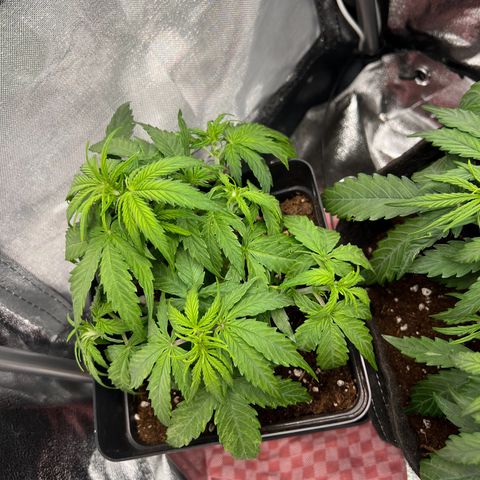 Beryl growlog timeline photo