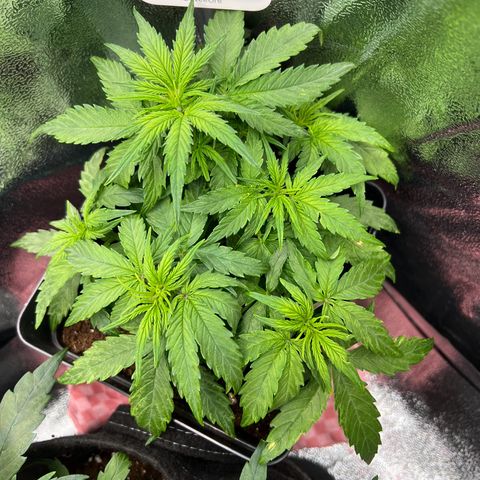 Beryl growlog timeline photo