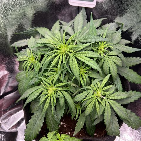 Mimi growlog timeline photo