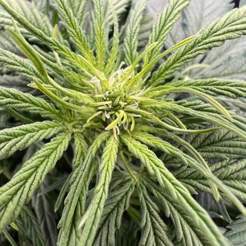 Mimi growlog timeline photo