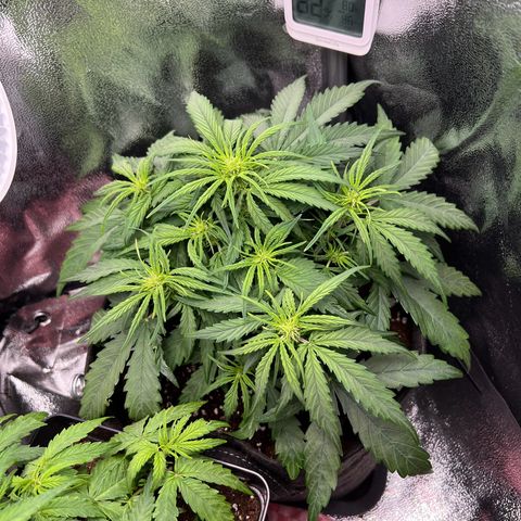 Mimi growlog timeline photo