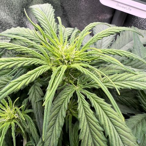 Mimi growlog timeline photo