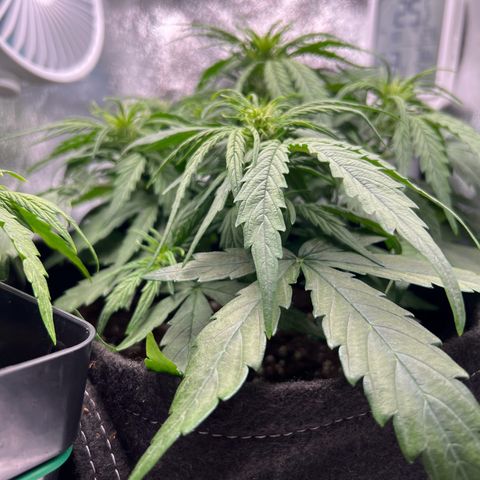 Mimi growlog timeline photo