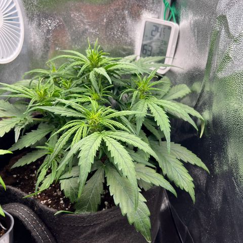 Mimi growlog timeline photo