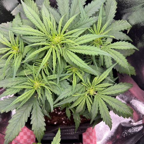 Mimi growlog timeline photo