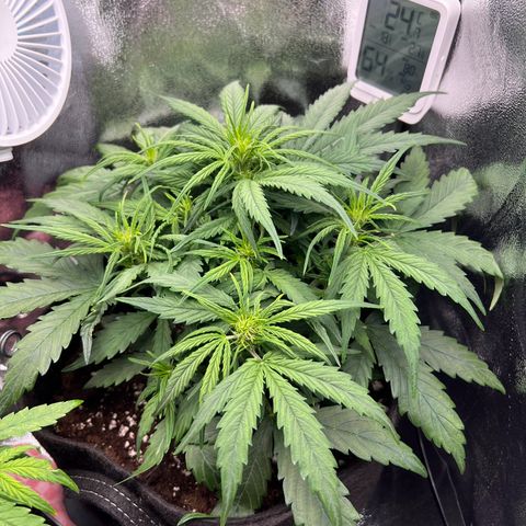Mimi growlog timeline photo