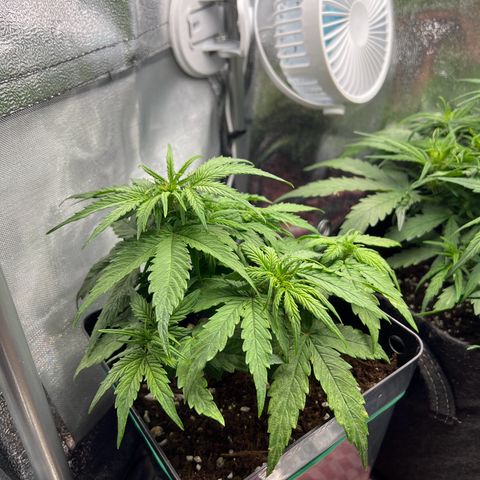 Beryl growlog timeline photo
