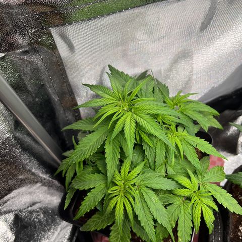 Beryl growlog timeline photo
