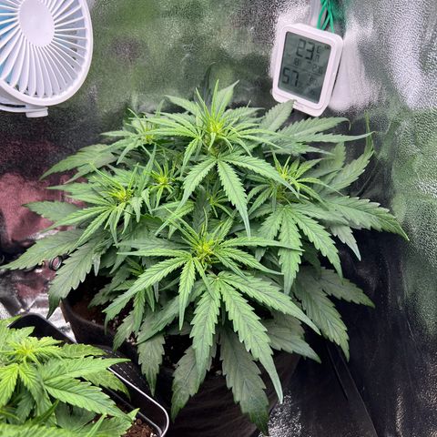Mimi growlog timeline photo
