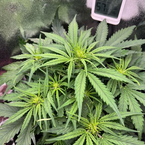 Mimi growlog timeline photo