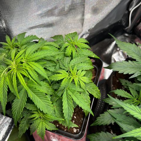 Beryl growlog timeline photo