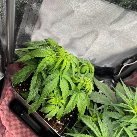 Beryl growlog timeline photo