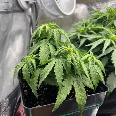 Beryl growlog timeline photo