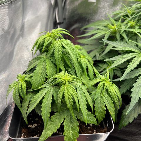 Beryl growlog timeline photo