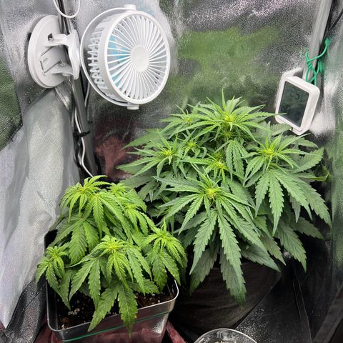 Beryl growlog timeline photo