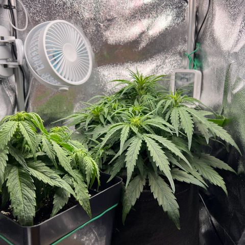 Mimi growlog timeline photo
