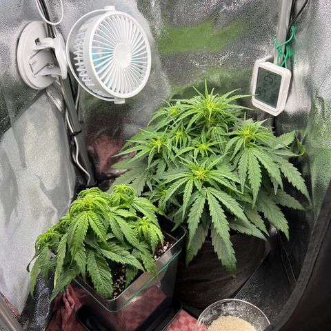 Mimi growlog timeline photo