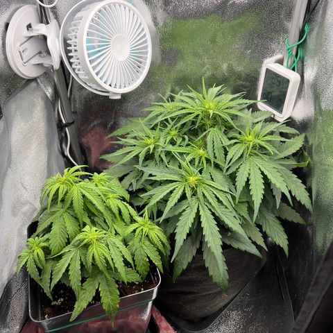 Mimi growlog timeline photo