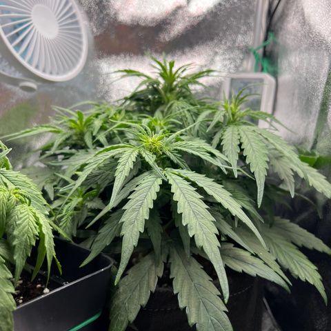 Mimi growlog timeline photo